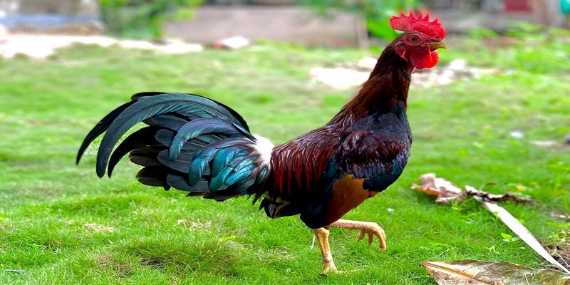 Hướng Dẫn Cách Nhận Biết Gà Cuban Chuẩn Nhất Cho Các Sư Kê 2 cách nhận biết gà Cuban